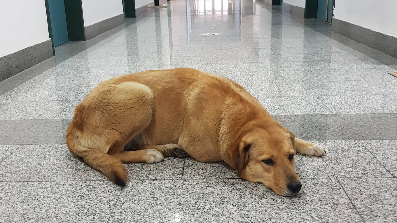 yeşil ama hayvansız kampüs çelişkisi