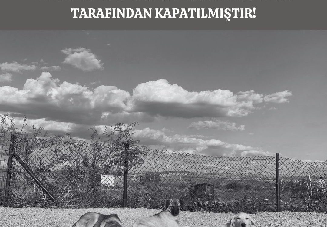 Hayvanların da Öğrencilerin de Hakları Ayaklar Altında